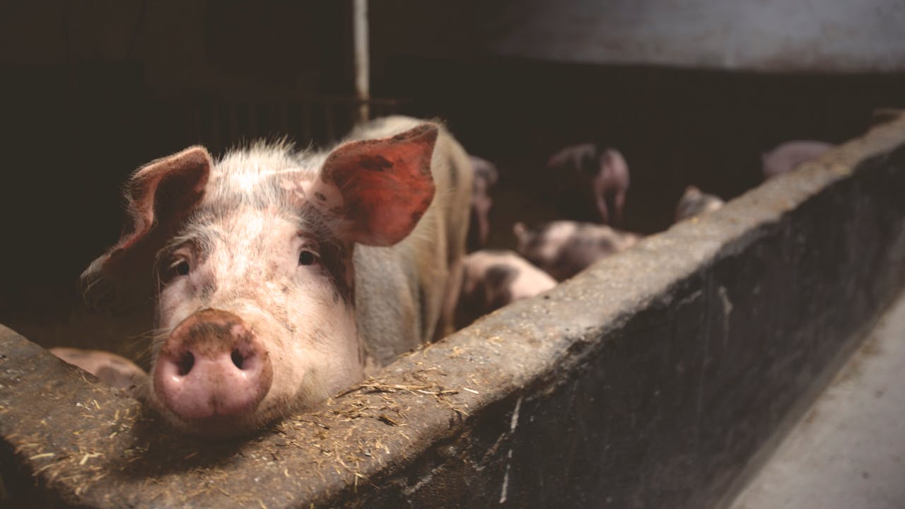 A pig confined to a pen. Photo by Matthias Zomer on Pexels.