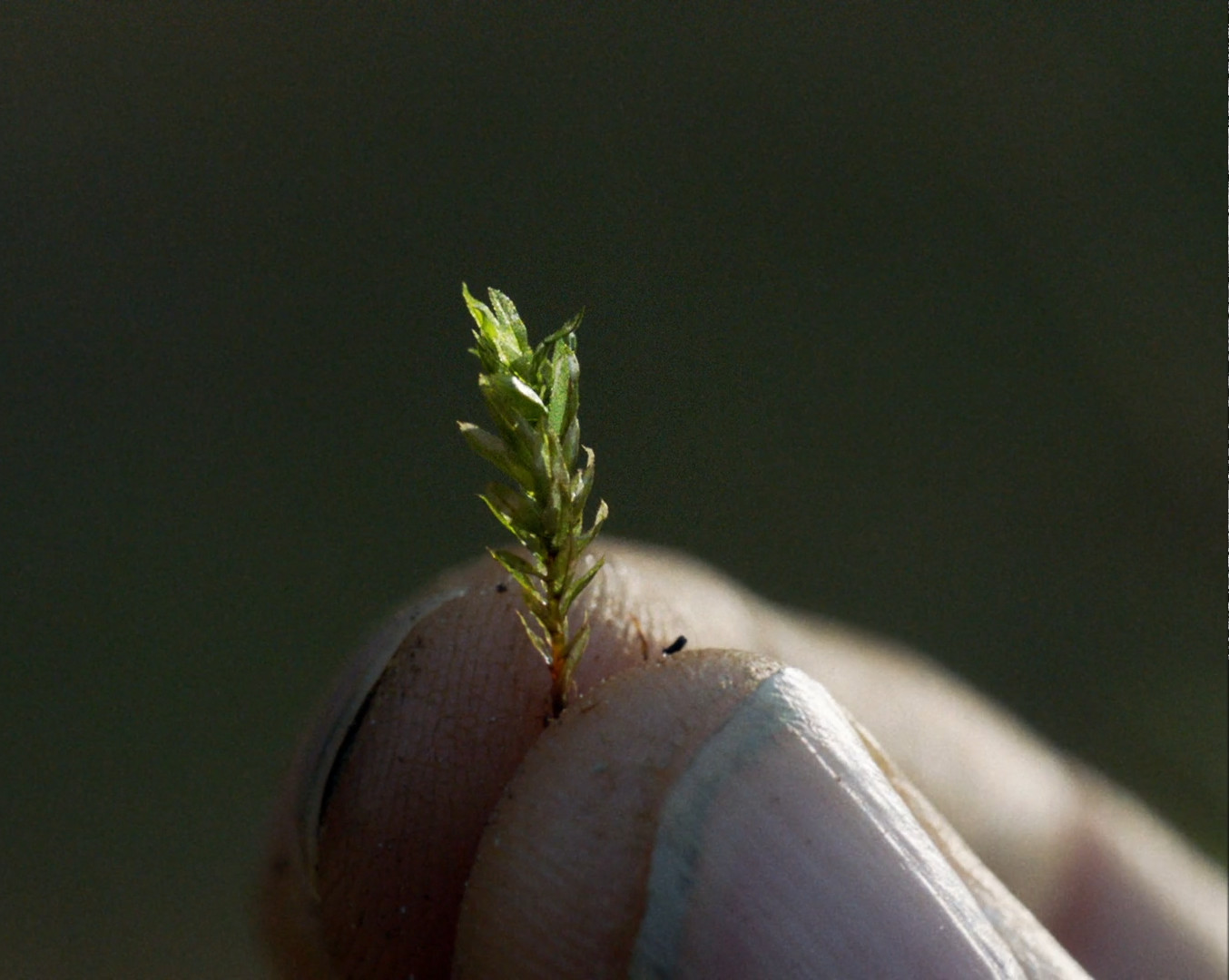 A beautiful moss