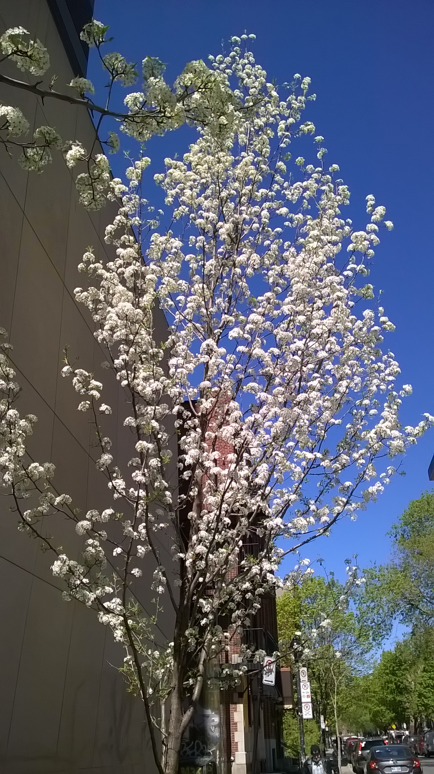 Cherry trees blossom every May.