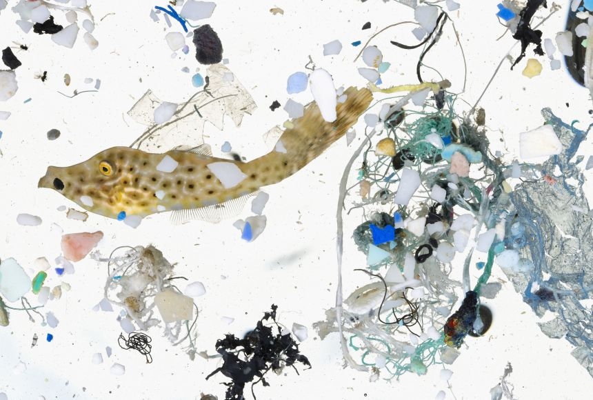 Microplastics in a sample of water collected off the coast of Hawaii